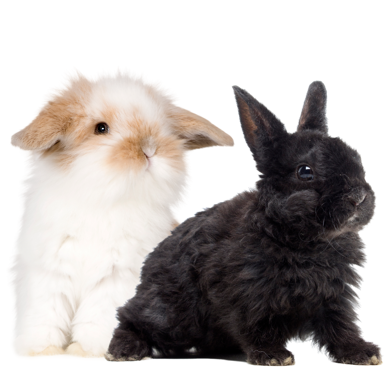 Junior Rabbits